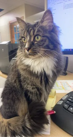 Pippa